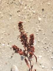 Rumex maritimus