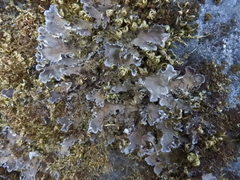 Peltigera canina