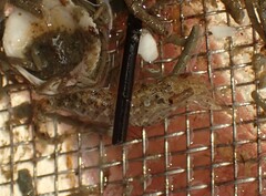 Philocheras australis