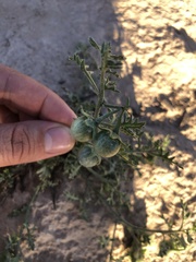 Solanum triflorum