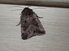 Lacinipolia renigera