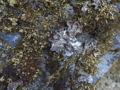 Peltigera canina