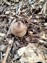 Entoloma strictius