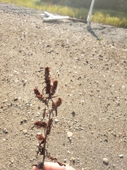 Rumex maritimus