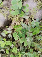 Marsilea