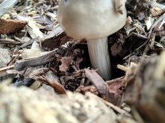 Entoloma strictius