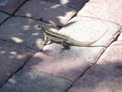 Leiocephalus psammodromus