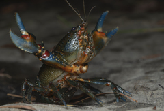 Euastacus yanga