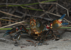 Euastacus yanga