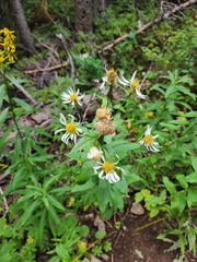 Eucephalus engelmannii