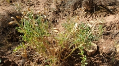 Astragalus praelongus