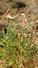 Astragalus praelongus