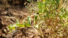 Astragalus praelongus