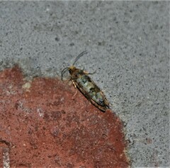 Eucopina tocullionana