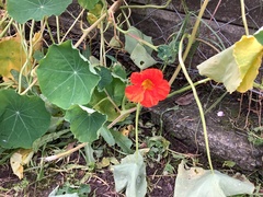 Tropaeolum majus
