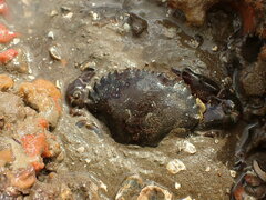 Charybdis japonica