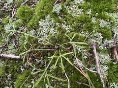Viola pedata