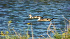 Lophonetta specularioides