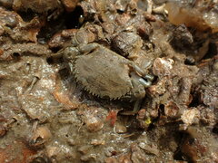 Charybdis japonica