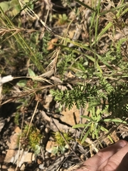 Chaerophyllum eriopodum