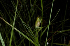 Hyperolius benguellensis