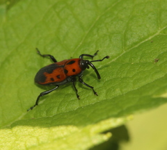 Rhodobaenus quinquepunctatus
