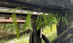 Nephrolepis exaltata