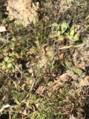 Chaerophyllum eriopodum