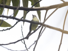 Tolmomyias sulphurescens