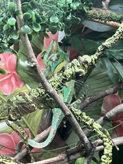 Chamaeleo calyptratus