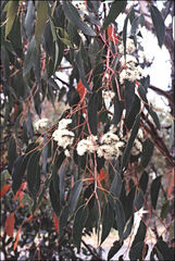 Eucalyptus delegatensis