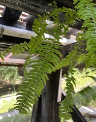 Nephrolepis exaltata