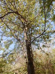Gleditsia triacanthos inermis