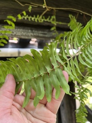 Nephrolepis exaltata