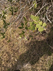 Maytenus vitis-idaea