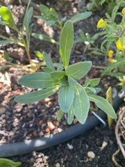 Camissoniopsis cheiranthifolia