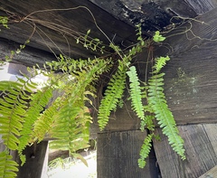 Nephrolepis exaltata