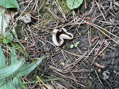 Pezizaceae