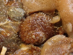 Sigapatella novaezelandiae