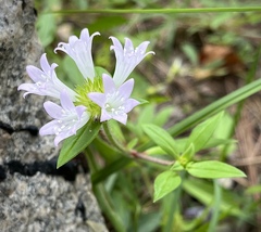 Richardia grandiflora
