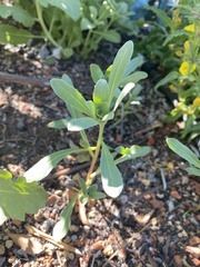 Camissoniopsis cheiranthifolia