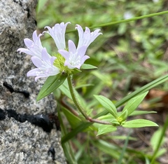 Richardia grandiflora
