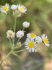 Erigeron