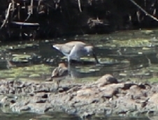 Calidris canutus