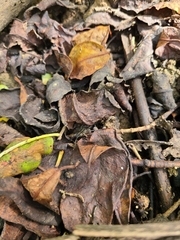 Araneae