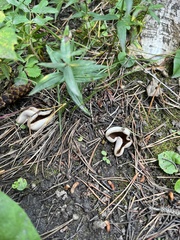Pezizaceae