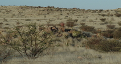 Aloe gariepensis