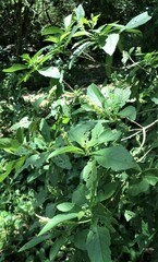 Varronia curassavica