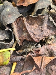 Araneae