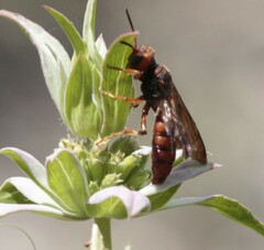 Cerceris bicornuta
